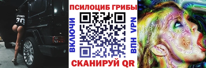 где купить   Медногорск  Псилоцибиновые грибы Psilocybine cubensis 